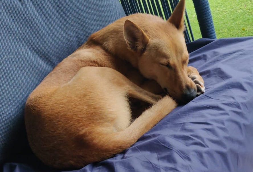 How can Born Good help keep your home safe for your pet?