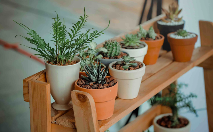 A Beginner's Guide to Indoor Plants