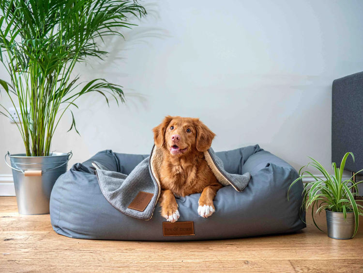 Maintaining A Home While Having A Furry Friend